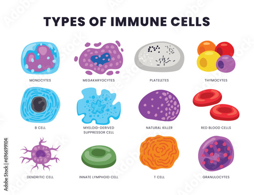 Set of different types of human immune cells, Medical Infographic Chart Composition Poster Illustration, Suitable For Education, Presentation, Print, Microbiology anatomy. Vector illustration photo