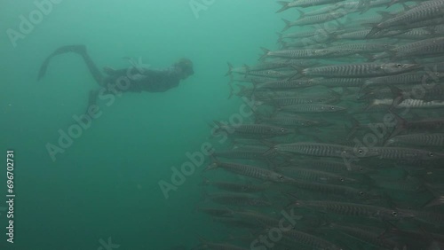 Female free diver is chasing a school of chevron barracuda  photo