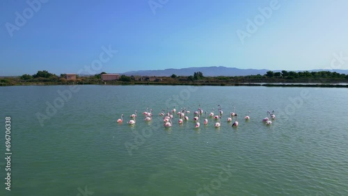 a large flock of flamingos paddle at Stagno di Sa Perda Bianca, Cagliari, Sardinia photo