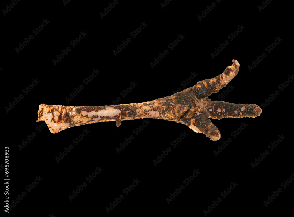 bones isolated on white background bones isolated on white background