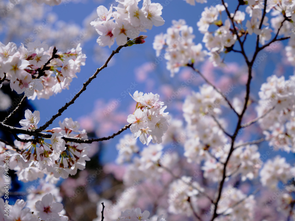 穏やかな春陽を浴びた美しい桜の花