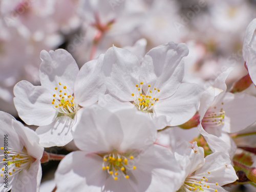 穏やかな春陽を浴びた美しい桜の花