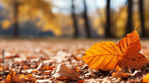 autumn leaves on the ground HD 8K wallpaper Stock Photographic Image 