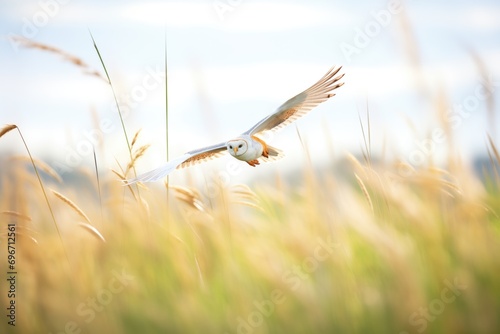 barn owl skimming over tall grass in open field photo