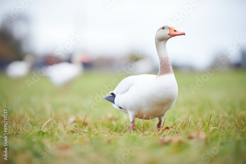 lone goose with open beak mid-honk on grass