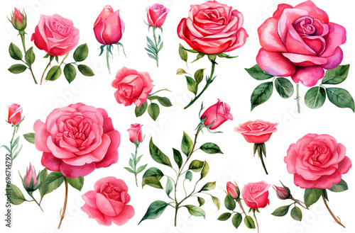 watercolor rose flower © asadul