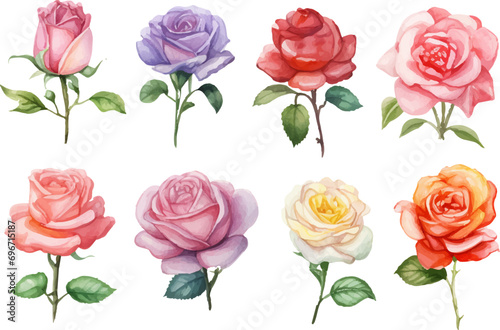 Rose Flower isolated watercolor illustration painting botanical art set