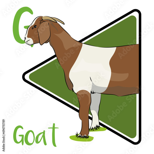 Goat is primarily a milk producer, with a large portion of the milk being used to make cheese. Domestic goats are ruminants and eat grasses and shrubs. They are also agile.