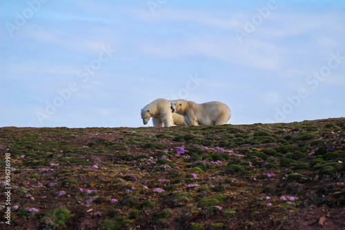 Two Polar Bears (Ursus maritimus) on a small island in Svalbard. photo