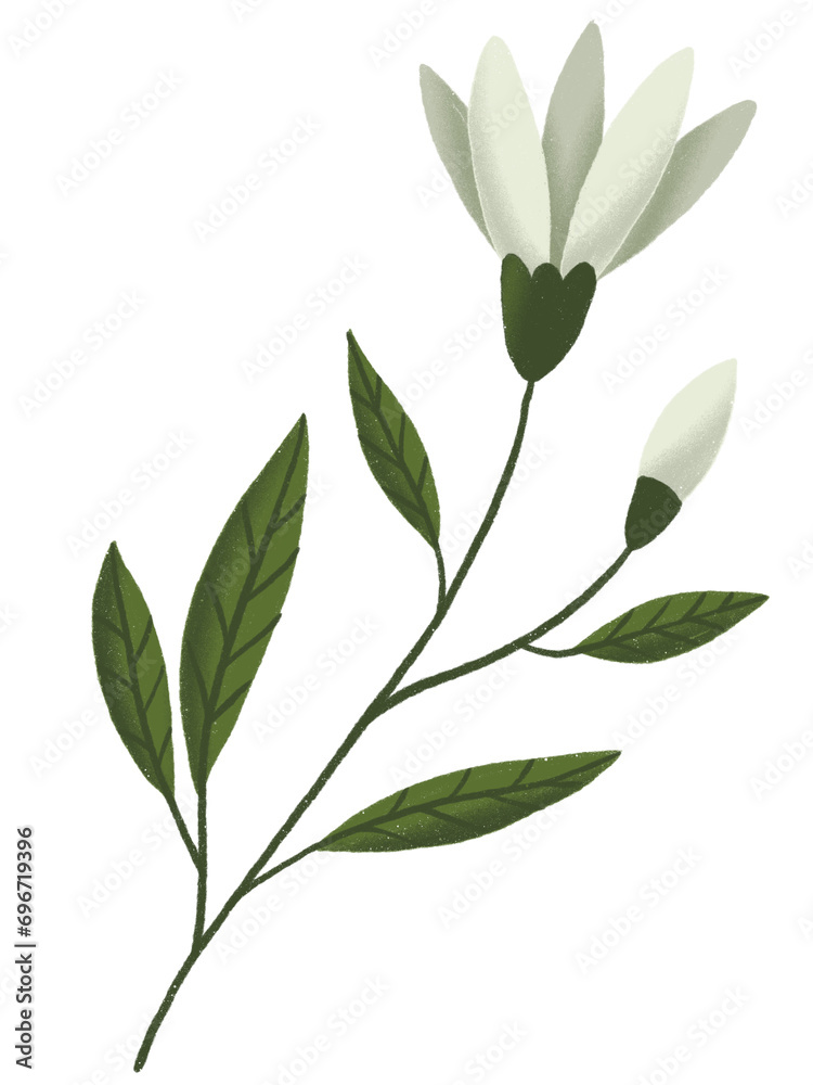 Fototapeta premium White Lily Flower Pastel With Textured Graphic Element