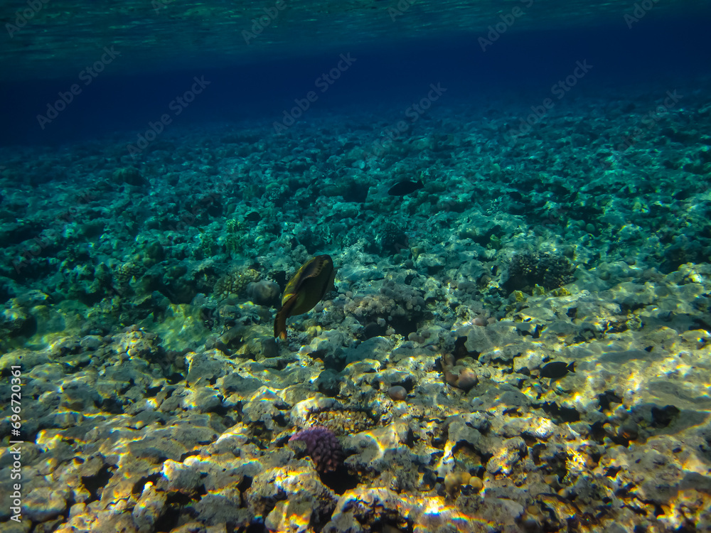 Balistoides viridescens in the expanses of the Red Sea coral reef