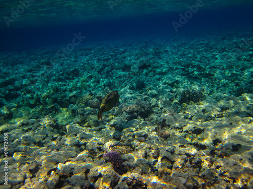 Fototapeta Naklejka Na Ścianę i Meble -  Balistoides viridescens in the expanses of the Red Sea coral reef