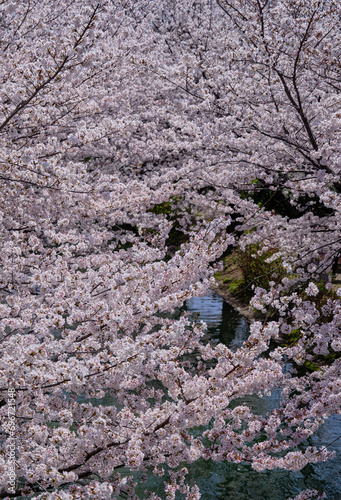 春陽を浴びて綺麗な京都伏見の桜