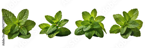 Set of Fresh raw mint leaves, isolated over on white transparent background photo