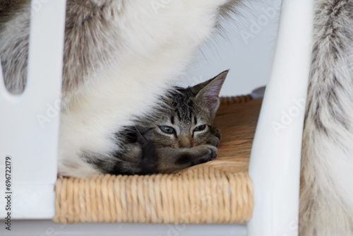 Chair, kitten or tired cat in home with fatigue in lying down for nap feeling lazy, sleepy or curious. Relax, cute pet or exhausted furry domestic animal resting in lounge, living room or apartment