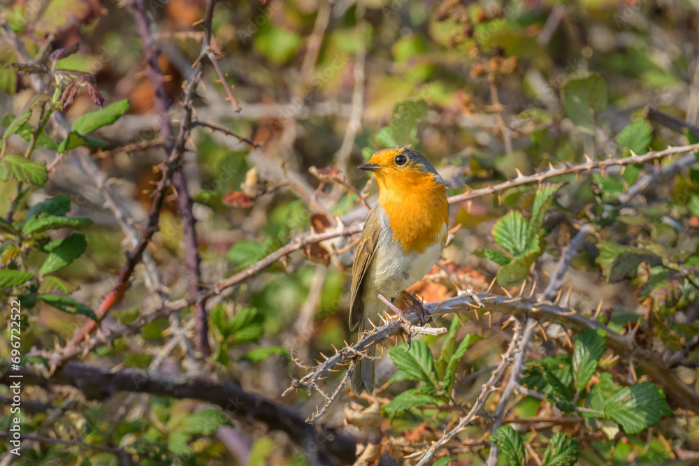 Fototapeta premium A European Robin sitting on a bush
