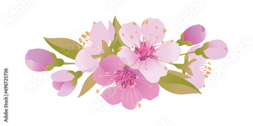 Vector sakura flowers. Isolated realistic cherry bouquet. Spring, time for festivals. Onnu is traditionally a revered flower in Japan and China. Flowers for Mother's Day.