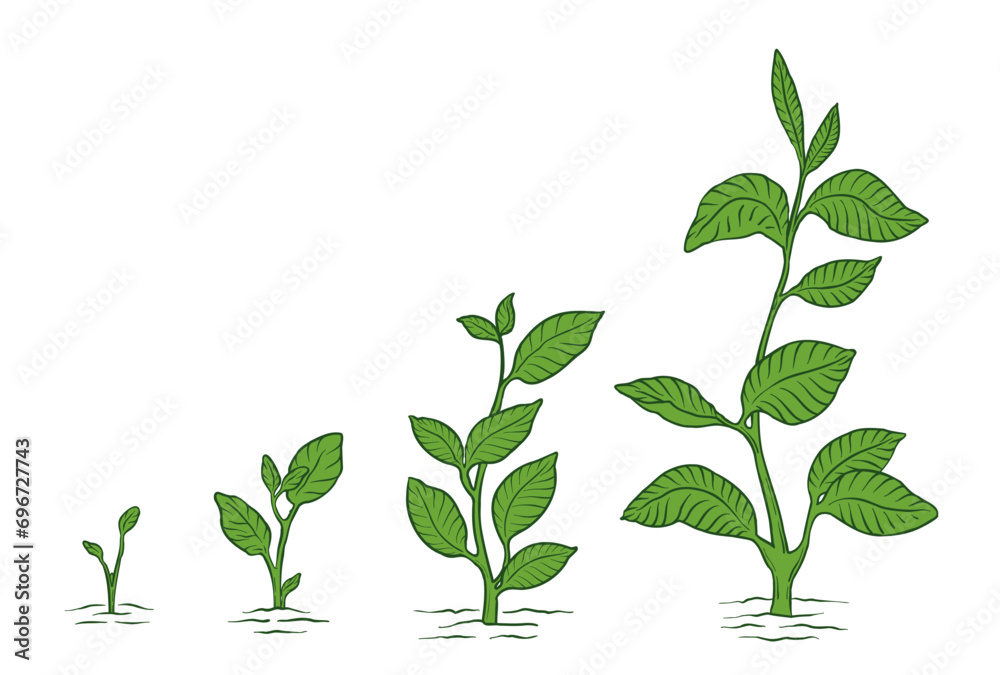 Obraz premium Plant growth stage. Animation of the development. Hand drawn vector.
