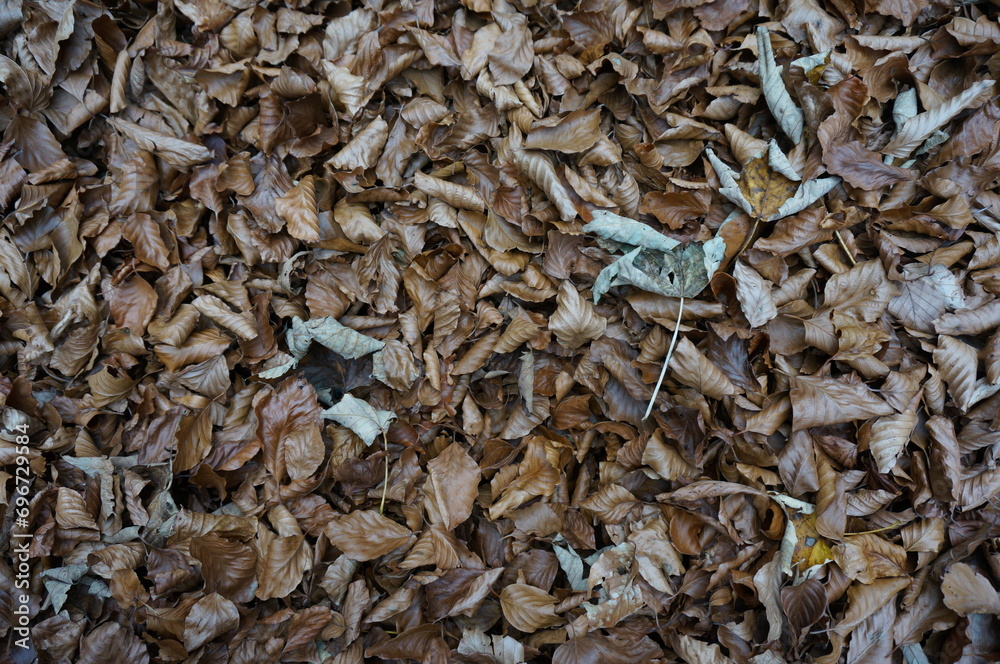 Autumn background: Fallen leaves: brown colored leaves Autumn background: Fallen leaves: brown colored leaves