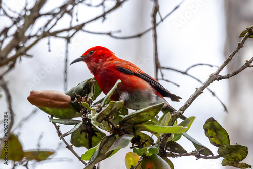 'Apapane Hawaiian Honeycreeper in Hawaii Volcanoes National Park