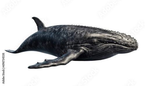 Whale, cetacean on a light transparent background.