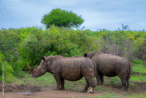 Pretty specimen of wild  rhinoceros in the nature of South Africa