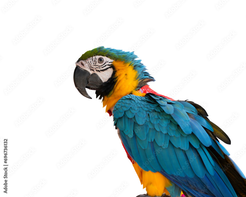blue and gold macaw isolated on white background. This has clipping path.	