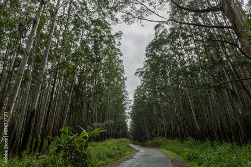 Fototapeta Naklejka Na Ścianę i Meble -  Scenic eucalyptus forest vista on a heavily overcast rainy day on the Big Island of Hawaii