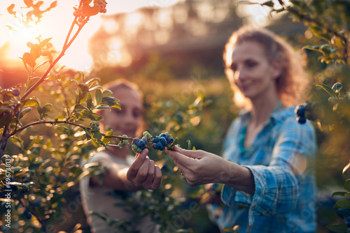 Mother and daughter picking blueberries on a family organic farm. photo