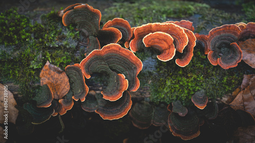 Baumpilze, Pilze an einem Baumstamm, orange