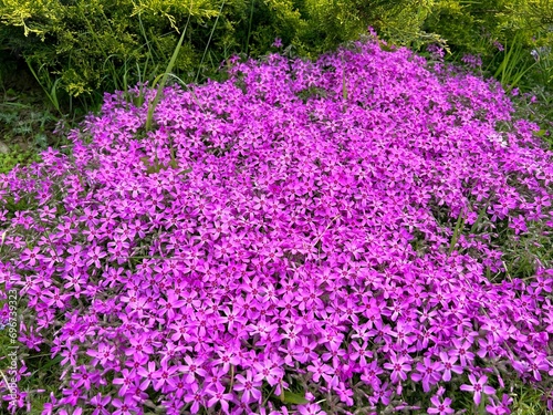 Fotografia Purple pink creeping phlox flowers on the flowerbed.
