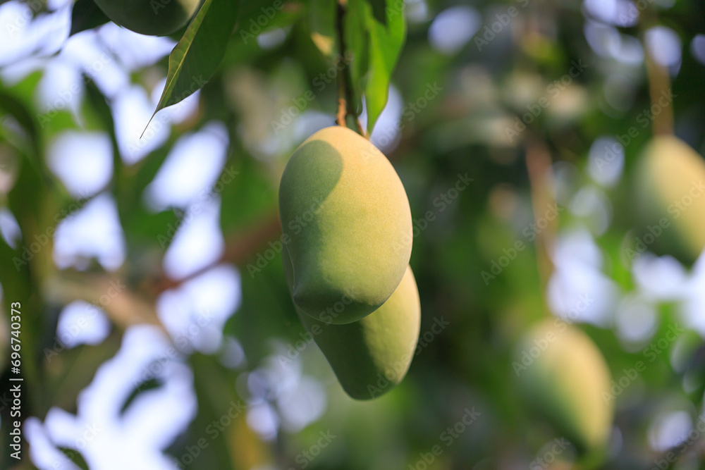 Fresh of unripe green mango fruit on the mango tree. Natural and organic high vitamin fruit from nature. Mangifera Indica L. mango fruit Fresh of unripe green mango fruit on the mango tree. Natural and organic high vitamin fruit from nature. Mangifera Indica L. mango fruit