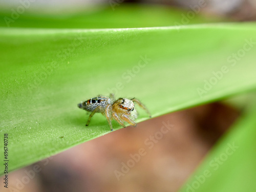 Small jumping spider on a plant. Thyene imperialis