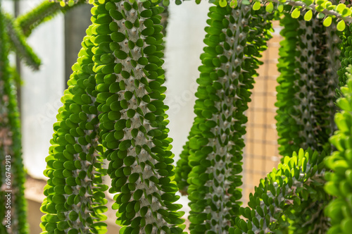 Alluaudia Humbertii Native From Madagaascar