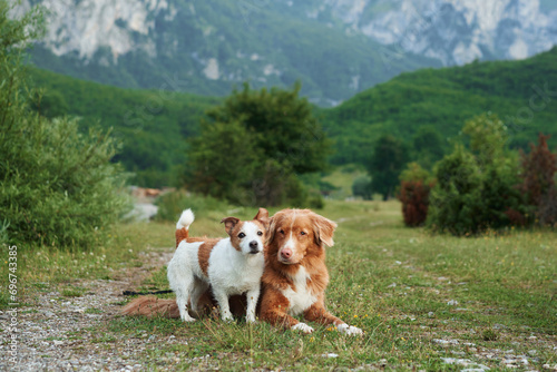 A Nova Scotia Duck Tolling Retriever and Jack Russell Terrier pose before towering cliffs, a tale of canine camaraderie. With a dramatic mountainous backdrop