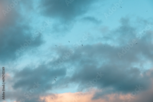 Mouettes en vol dans le ciel du Lac Léman