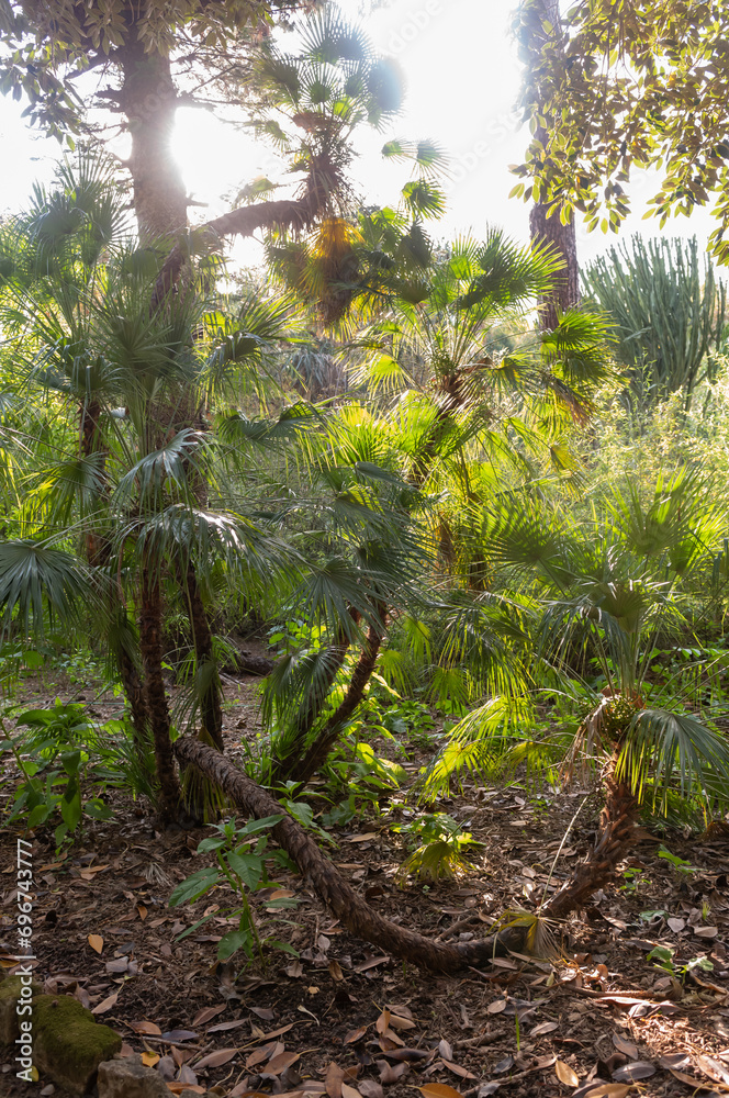 Chamaerops Humilis Native From West Medterranian Coast Chamaerops Humilis Native From West Medterranian Coast