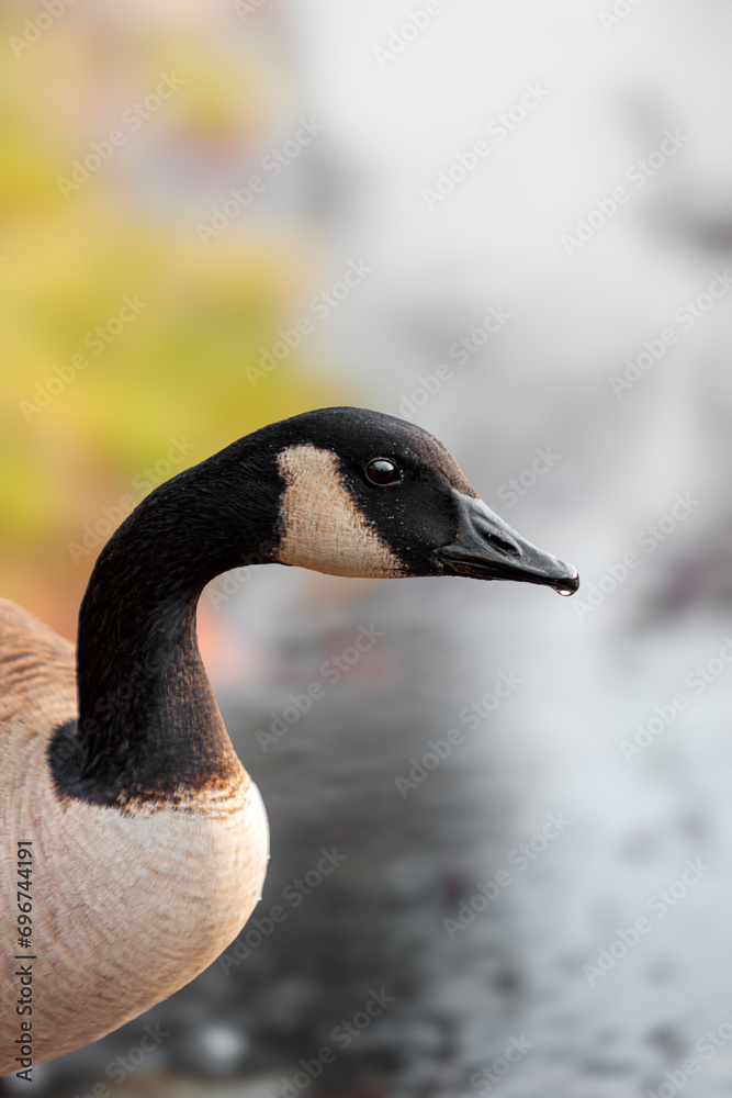 Fototapeta premium Close up of a goose