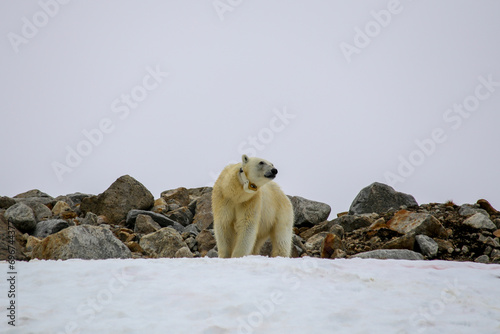 A Polar Bear (Ursus maritimus) - Svalbard.    photo