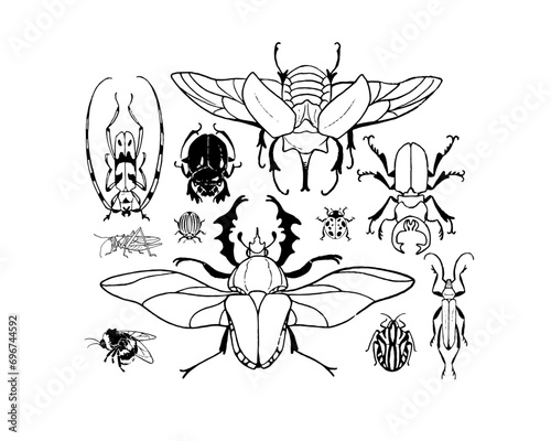 Various arthropod insects. Different bug species composition. Elephant beetle, ladybug, rose chafer, grasshopper. Exotic fauna coloring book. Contour hand drawn isolated vector illustrations on white