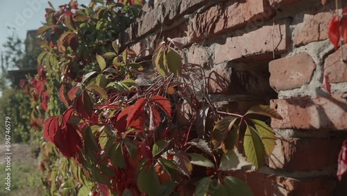 Red and green leaves of wild grapes or wild hops on an old brick fence or red brick wall. Yellowed leaves sway in the wind on a warm sunny autumn day. photo