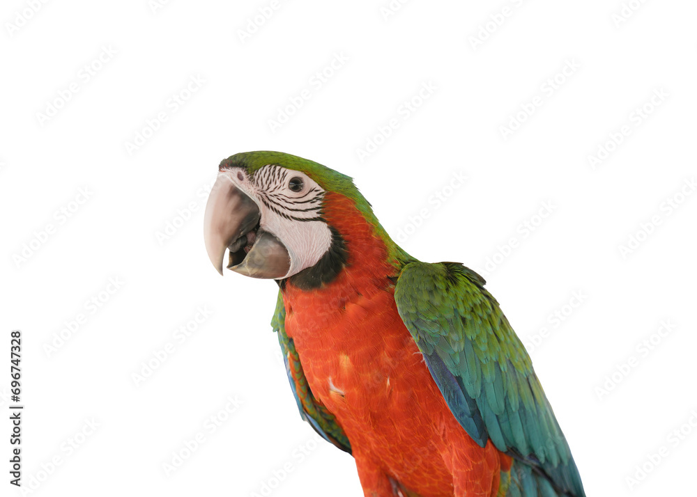 Fototapeta premium Catalina macaw isolated on white background. This has clipping path