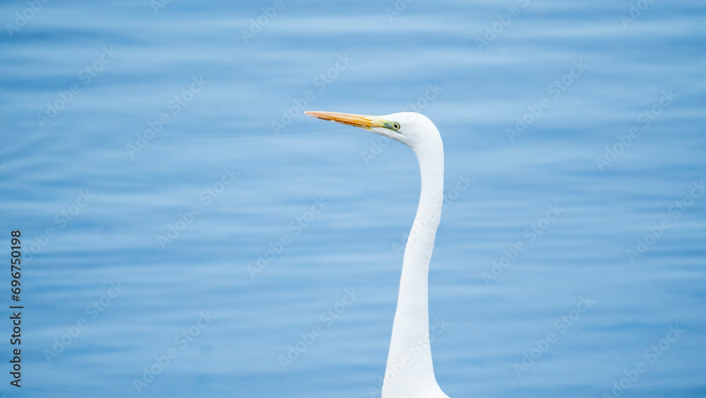 ダイサギ ダイサギ