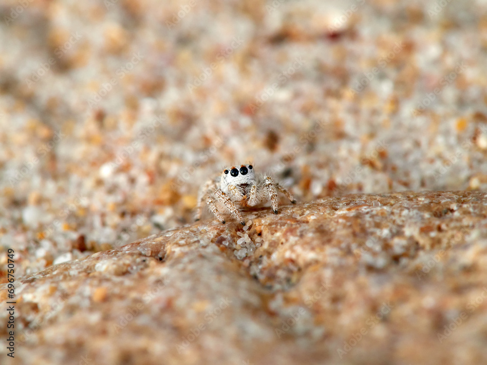 Small jumping spider camouflaged in the sand on the beach. Genus Pseudomogrus. Species unknown to science.