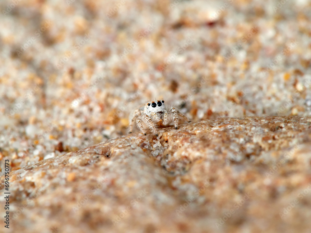 Small jumping spider camouflaged in the sand on the beach. Genus Pseudomogrus. Species unknown to science.