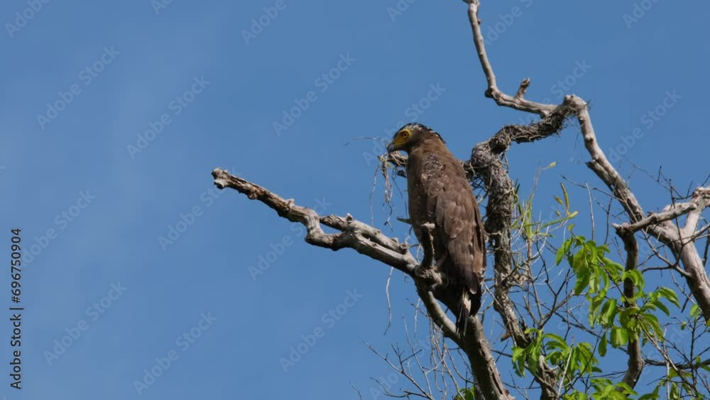 Looking to the left intensely and turns its head to the right, Crested Serpent Eagle Spilornis cheela, Thailand Looking to the left intensely and turns its head to the right, Crested Serpent Eagle Spilornis cheela, Thailand