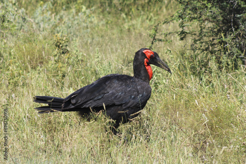 Southern Ground Hornbill, South Africa © Charl