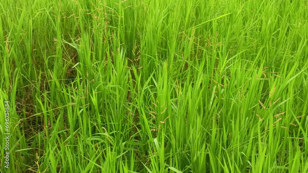 green weeds blown by the wind. green weeds blown by the wind.