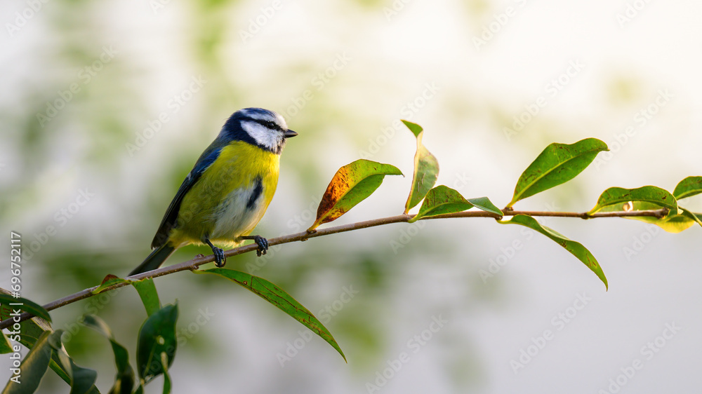 Blaumeise (Cyanistes caeruleus)