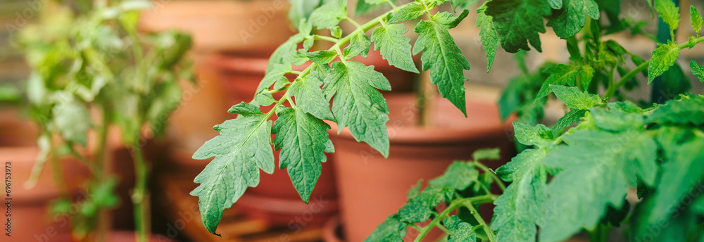Close up of tomato plant leaves growing on ceramic pots on a vegetable garden in balcony of town apartment. Urban sustainable organic garden concept. - obrazy, fototapety, plakaty 